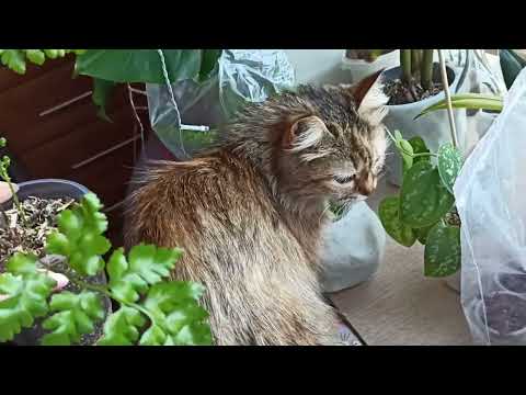 Видео: Папоротник румора - кожаный папоротник