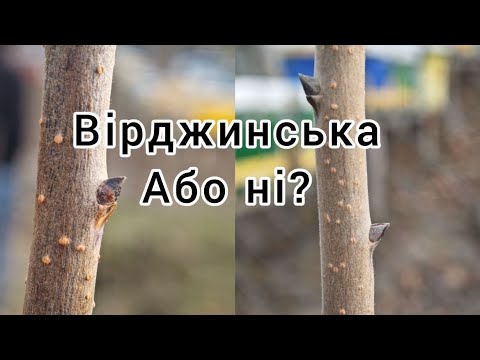 Видео: Вірджинська хурма чи кавказька?!