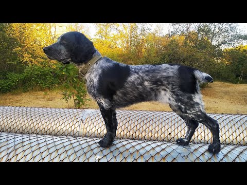 Видео: стричь или не стричь ... Русский Спаниель