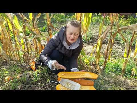 Видео: ЗБИРАЮ НАСІННЯ З КАБАЧКА F1