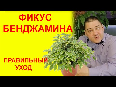 Видео: Фикус Бенджамина Уход. [МНОГО ПОЛЕЗНЫХ СОВЕТОВ]