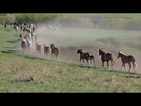 Видео: Майский табун на Каргалке.