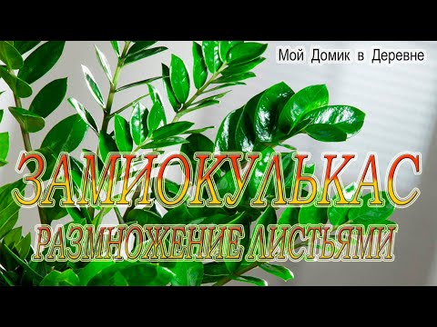 Видео: ЗАМИОКУЛЬКАС / ДОЛЛАРОВОЕ ДЕРЕВО /ИТОГИ ЭКСПЕРИМЕНТА С УКОРЕНЕНИЕМ ЛИСТЬЕВ