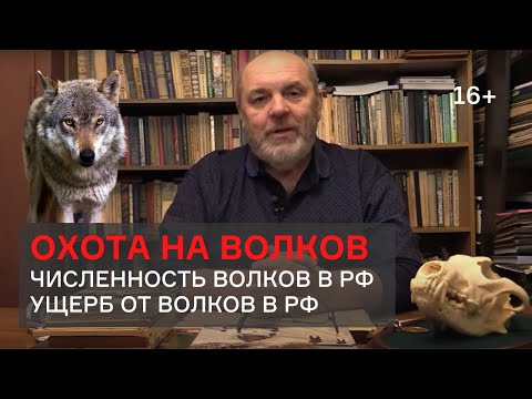 Видео: Охота на волков. Валерий Кузенков - лекция 1 Академии охоты