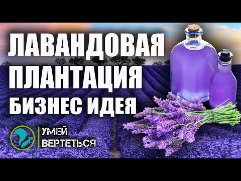 Видео: Выращивание Лаванды / Бизнес идея