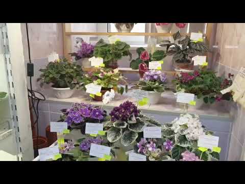 Видео: Трейлерные фиалки🌸Сорта неприлично обильного цветения