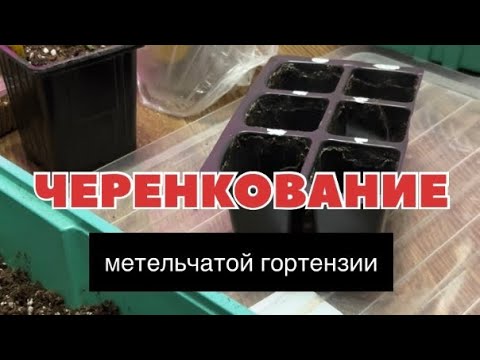 Видео: Черенкование метельчатой гортензии 07.01.2025. Фаворит вермикулит