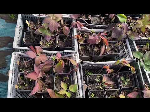 Видео: Размножаем ежевику черенками до глубокой осени. 21.09.2025г.