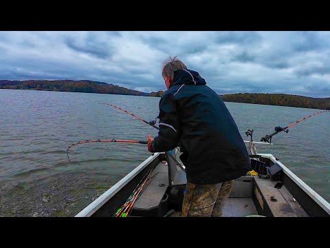 Видео: Это была хорошая идея — использовать этого краппи в качестве наживки.