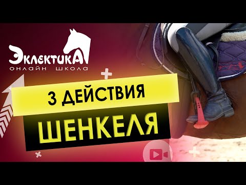 Видео: Действие шенкеля. Что такое шенкель? Конный спорт. Верховая езда.