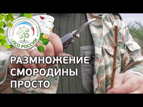 Видео: Размножение смородины черенками. Черенкование смородины.