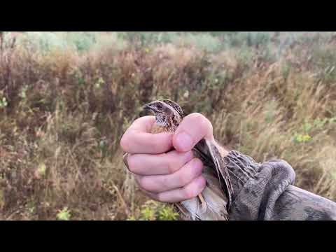 Видео: Ловля перепела не на поле 2