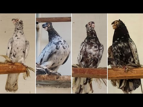 Видео: Старопородные бойные узбекские кокандские човкары Усманова Джамолхана г. Коканд, Узбекистан | Tauben