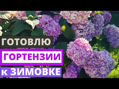 Видео: Как подготовить ГОРТЕНЗИЮ КРУПНОЛИСТНУЮ к  зимовке? Секреты и способы зимовки