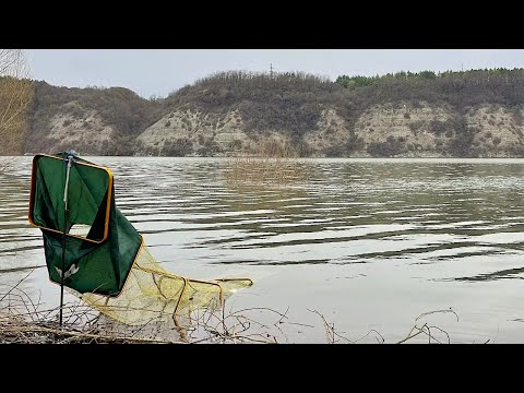 Видео: Покльовки одна за другою!!! Фідерна рибалка на річці Дністер ранньою весною