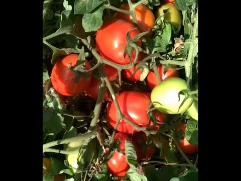 Видео: Сажаю помидоры в дёрне пырея. С плоскорез косой