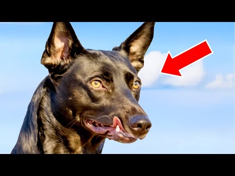 Видео: Семья приютила странную собаку, ветеринар осмотрел её и вызвал полицию!!