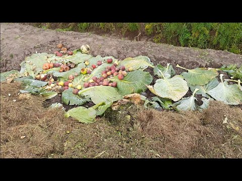 Видео: Подготовка почвы к следующему сезону в огороде и теплице. 2022г "Сколько положешь-столько возьмешь!"