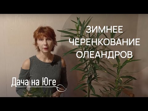 Видео: Дача на Юге - Олеандры (19.12.23г.) зимнее черенкование.