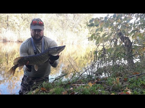 Видео: Щука на джерки осенью