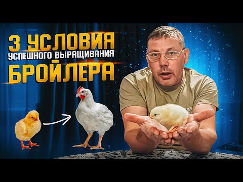Видео: 3 условия успешного выращивания БРОЙЛЕРОВ от "Моего Подворья"