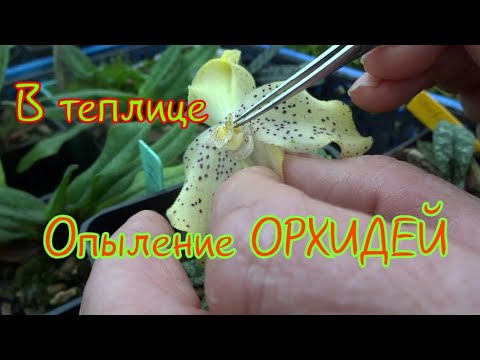 Видео: И снова мы в теплице, примеры опыления ОРХИДЕЙ