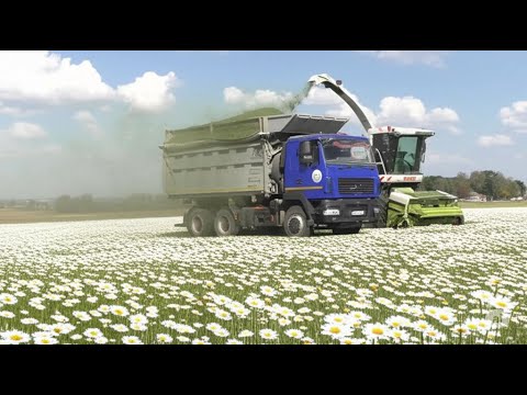Видео: CLAAS Jaguar 850 в Деле! Мощная Заготовка Сенажа с МТЗ, MERGE MAXX и МАЗ