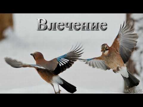 Видео: "Влечение". М. Алексеев. МСЦ ЕХБ.