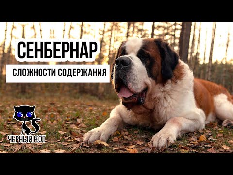 Видео: ✔ Сенбернар: сложности содержания, с которыми столкнётся владелец собаки. Минусы породы