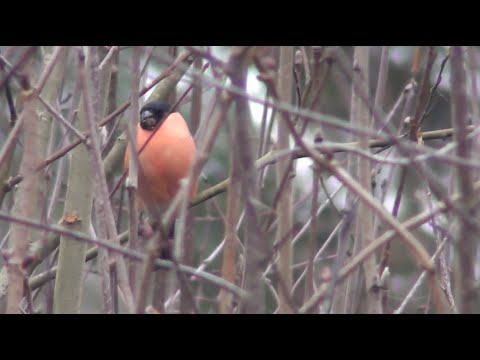 Видео: А Ви б хотіли жити і у місті і у лісі одночасно?