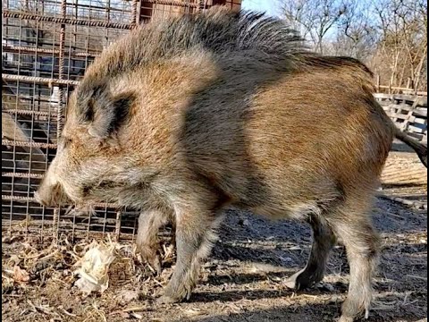 Видео: Секач в бешенстве. У дикого кабана пена изо рта от злости. Кабаны едят курочек.