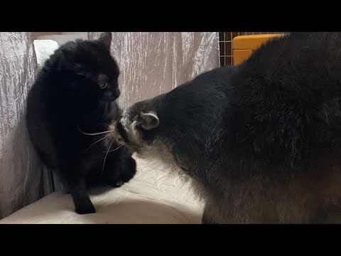 Видео: Чому ваша Тося не знімається у відео…