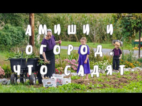 Видео: АМИШИ‼️‼️ ЧТО  ОНИ САДЯТ НА ОГОРОДЕ?‼️‼️
