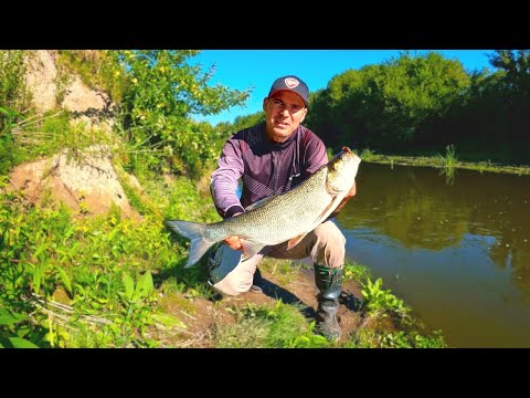 Видео: ЖЕРЕХ на річці Горинь. Ловля на воблери Zip Baits Rigge 56s