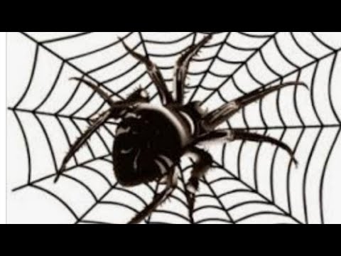 Видео: Снимаем Паучью порчу.