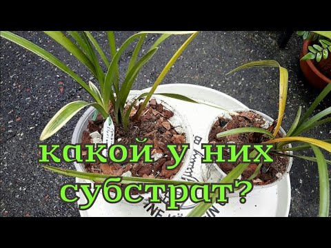 Видео: Орхидея ЦИМБИДИУМ, мои маленькие путешественники посажены.