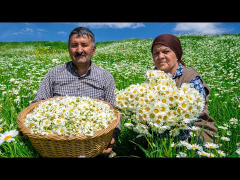 Видео: Собираем Ромашки и Консервируем на Зиму
