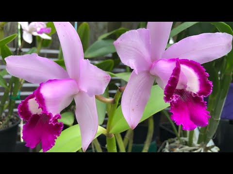 Видео: Cattleya intermedia, разновидности и немного об уходе