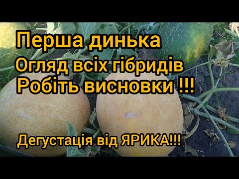 Видео: най раніше диня на ділянці,огляд гібридів.