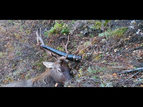 Видео: За изюбрем в рев