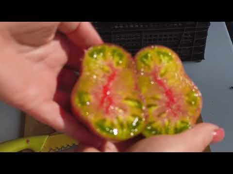 Видео: Томаты в разрезе и Дегустация сортов От Софи Сааковой 