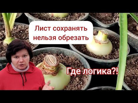 Видео: Почему у моих гиппеаструмов нет листьев.