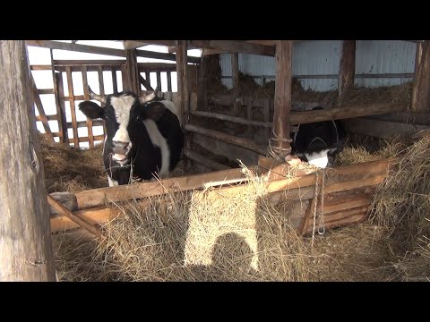 Видео: Сена осталось на два дня, сломали прицеп