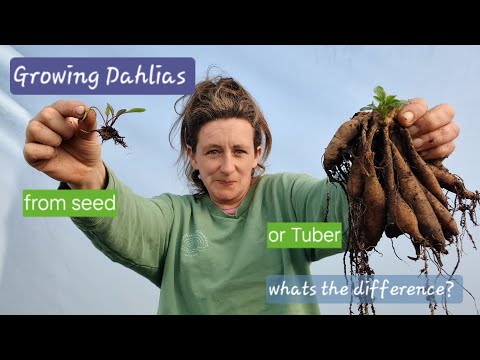 Видео: Выращивание георгинов из семян или клубней? В чём разница?