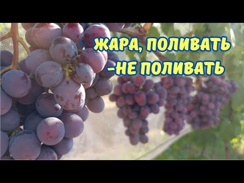 Видео: Поливать саженцы, не поливать виноград !!!