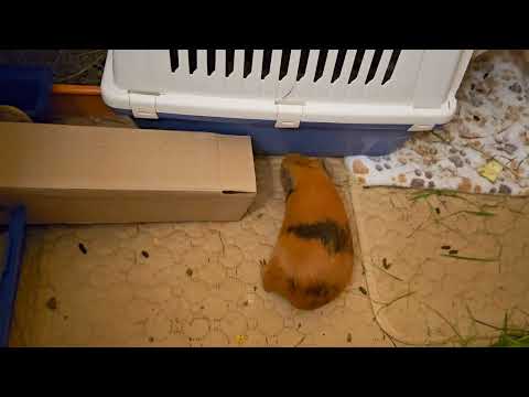 Видео: Свинка Стрелка и очень страшная коробка 😱