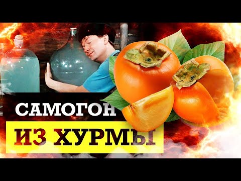 Видео: Cамогон из ХУРМЫ