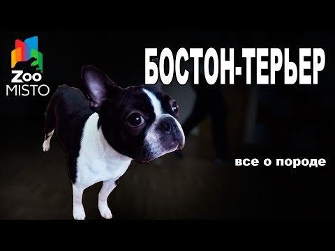Видео: Бостон-терьер - Все о породе собаки | Собака породы - Бостон-терьер