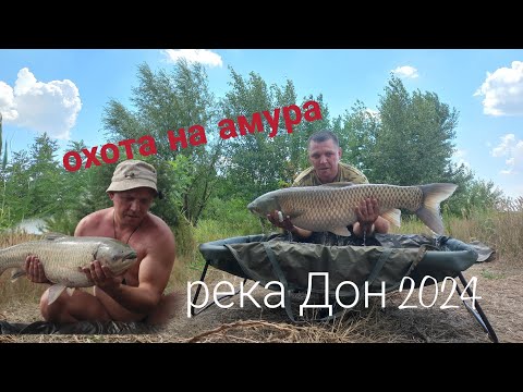 Видео: Ловля амура на реке Дон 2024