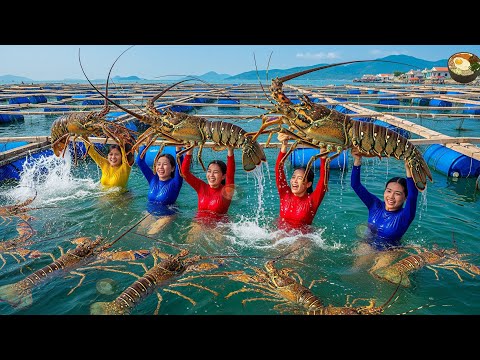 Видео: Невероятный бум на лобстеров во Вьетнаме! Год усилий наконец-то окупился #ВьетнамскийЛобстер #Уро...